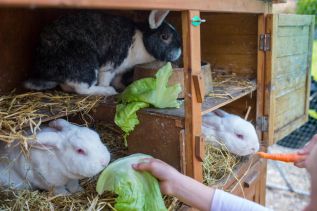 Kaninchen bei der Fütterung